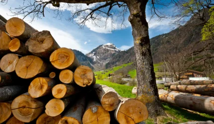 Firewood & Camp Wood Sales