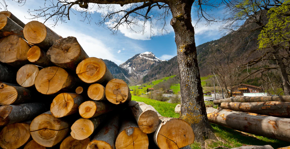 Firewood & Camp Wood Sales