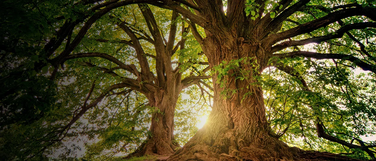 Full Swing Land & Tree Care hero 2