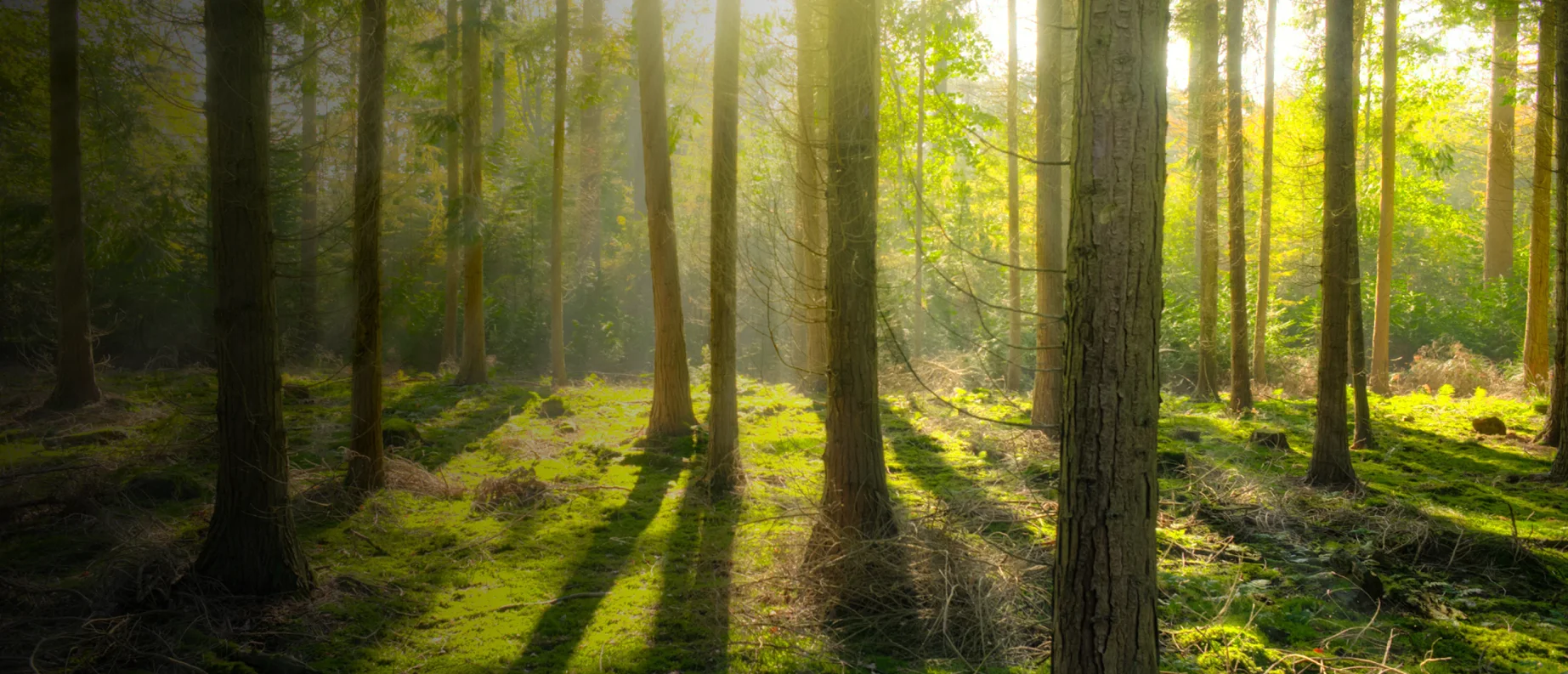 Full Swing Land & Tree Care hero 3