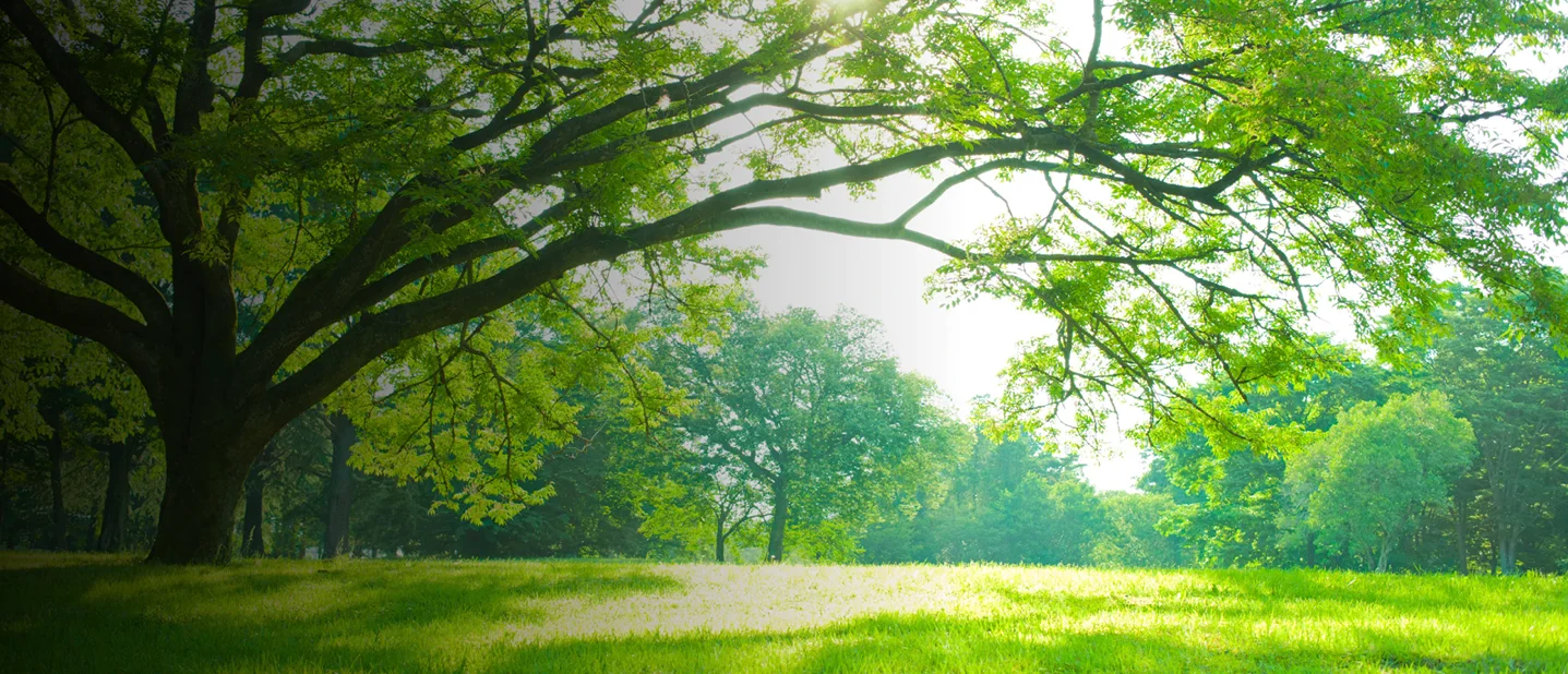 Full Swing Land & Tree Care hero