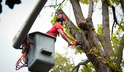 Tree Trimming & Pruning