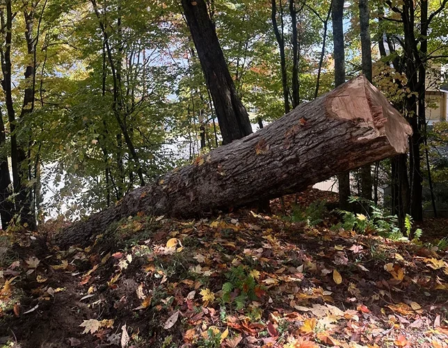 full swing land tree care lake clear ny 2026 01 13T14 30 08.555156Z 91505